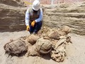 VIDEO: Fosil Manusia Usia 800 Tahun Ditemukan di Peru