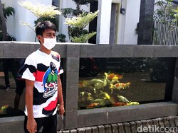 Wow! Pagar Akuarium Ikan Koi Ini Habiskan Rp 50 Juta
