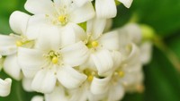 9 Tanaman Hias yang Bermanfaat untuk Kesehatan Mental, Wangi dan Cantik Bun