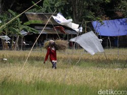 Hari Tani Nasional 24 September: Sejarah-Latar Belakang Penetapan