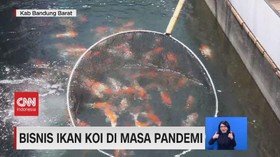 VIDEO: Cuan Bisnis Ikan KOI di Masa Pandemi