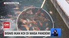VIDEO: Cuan Bisnis Ikan KOI di Masa Pandemi