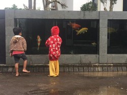 Pagar Rumah Berbentuk Kolam Koi di Malang Jadi Tontonan Warga