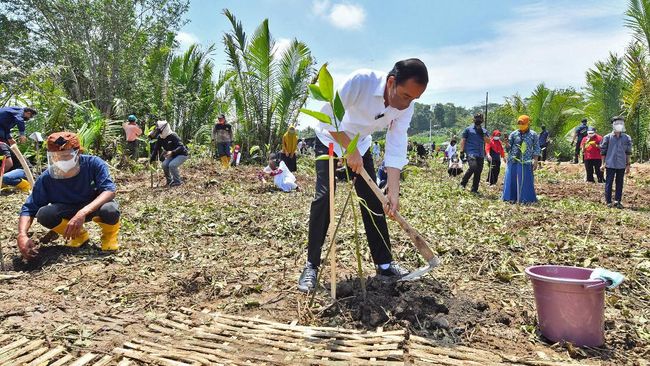 Presiden Jokowi menargetkan menanam 1 juta bibit kelapa genjah untuk mengantisipasi krisis pangan. Berikut daerah yang ditanami.