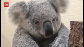 VIDEO: Terancam Punah, Koala Harus DIlestarikan