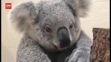 VIDEO: Terancam Punah, Koala Harus DIlestarikan