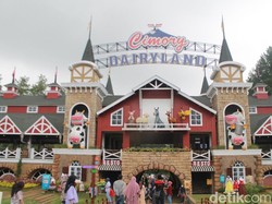 Ke Puncak, Beri Makan Unta, Bebek, dan Keledai di Cimory Dairyland