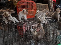 BKSDA Bali Kesulitan Pantau Perdagangan Kera Ekor Panjang di Pasar Hewan