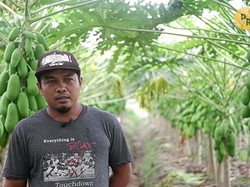 Hebat! Petani Pepaya Asal Kebumen Ini Bisa Raup Omzet Rp 28 Juta per Minggu