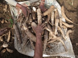 Petani Singkong-Produsen Tapioka Teriak Gegara Banjir Impor