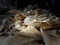 Kolombia Gagalkan Penyelundupan 3 Ton Sirip Hiu ke Hong Kong