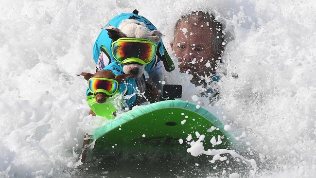 FOTO: Aksi Gemas Anjing-anjing Adu Surfing