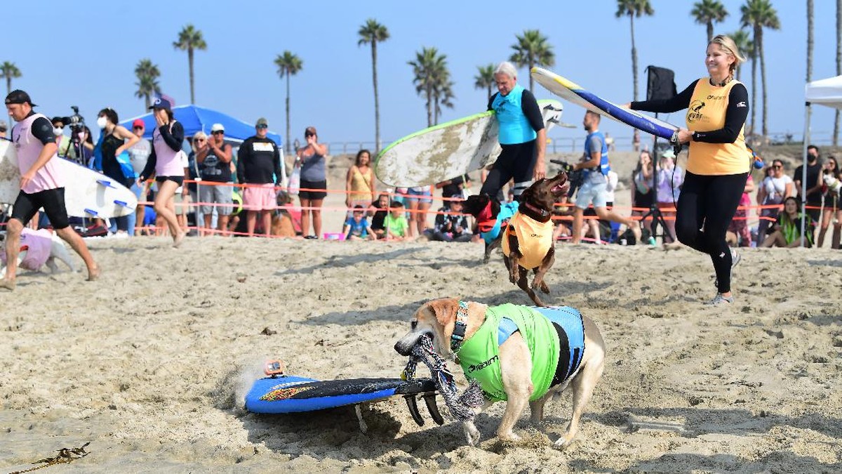FOTO: Aksi Gemas Anjing-anjing Adu Surfing