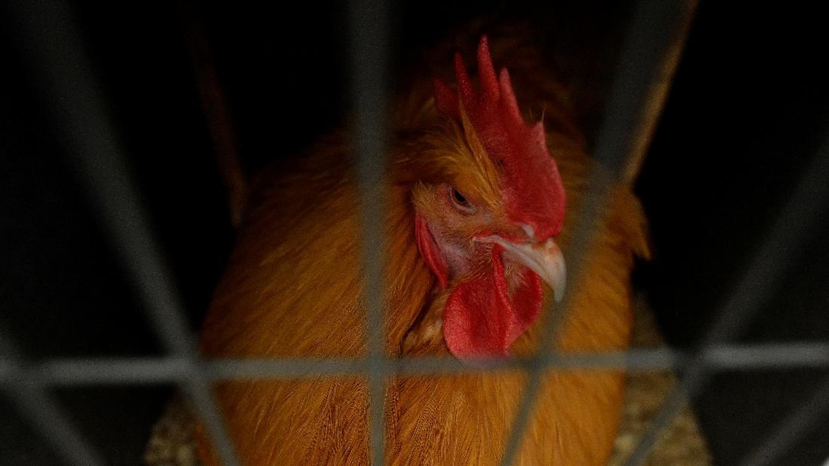 FOTO: Ayam-ayam Cantik di Pameran Pertanian Irlandia