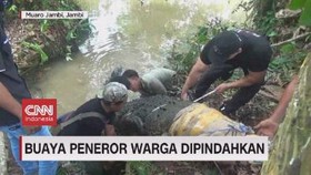 VIDEO: Buaya Peneror Warga Dipindahkan