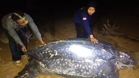 Mengenal Penyu Raksasa Terbesar di Dunia, Muncul di Kalbar