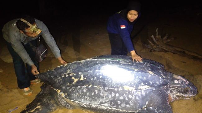 Penyu Terbesar di Dunia Ada di Kalimantan, Begini Bentuknya