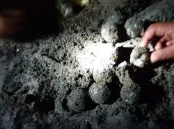 Terancam Abrasi, 100 Telur Penyu Tempayan Dibawa ke Penangkaran Pangandaran