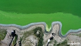 FOTO: Teror Ganggang Beracun di Danau California