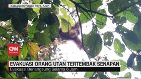 VIDEO: Evakuasi Orang Utan Tertembak Senapan