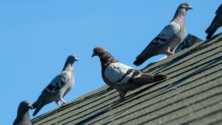 Ilustrasi Burung Merpati A small flock of grey pigeons sit on the grey roof of a house on a sunny afternoon