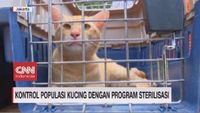 Alasan Ibu Hamil Diimbau Tak Pelihara Kucing di Rumah