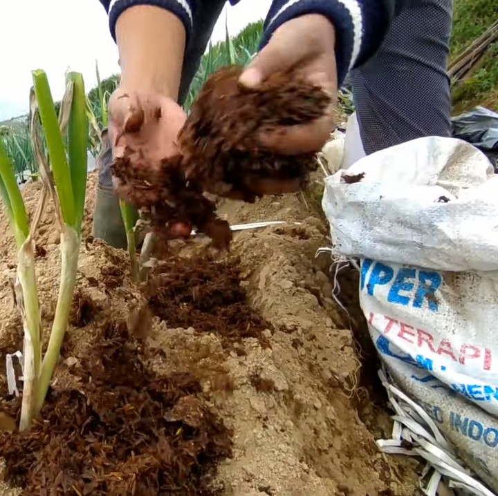 <p>Meski begitu, Novi amat optimis dengan apa yang dia lakukan sekarang. Bahkan, ia juga memberikan pesan untuk para petani muda, nih.(Foto: YT Novi Listiana)</p>