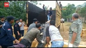 VIDEO: Upaya Evakuasi Puluhan Buaya Terlantar di Jambi