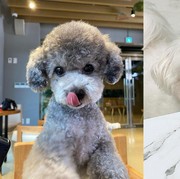 Hewan Peliharaan Idol K-Pop Paling Populer di Kalangan Fans, Gemas Banget!