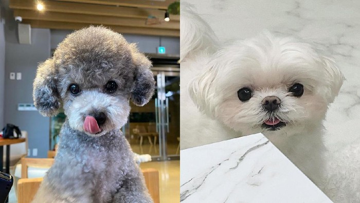 Hewan Peliharaan Idol K-Pop Paling Populer di Kalangan Fans, Gemas Banget!