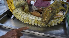 Perdagangkan 26 Satwa Dilindungi, Dua Pria di Medan Ditangkap