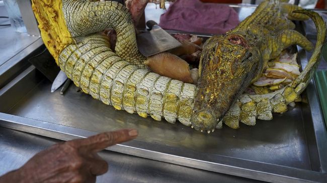 Warga Thailand gemar mengonsumsi daging buaya karena harganya lebih murah dibandingkan daging babi.