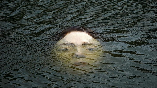 FOTO: Wajah 'Anak Perempuan' Menyembul dari Sungai di Spanyol