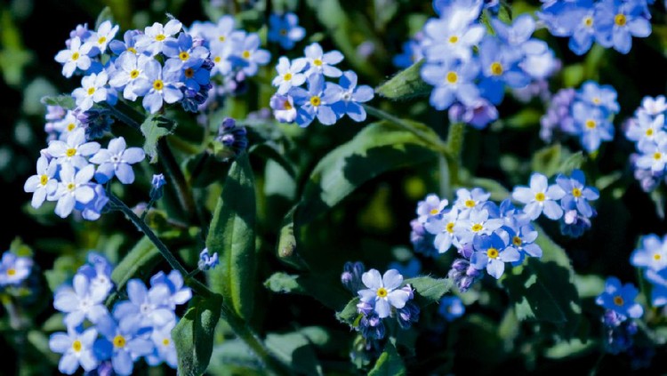 lovely forget-me-nots on a dark green background