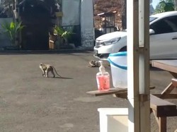 Kawanan Monyet Ekor Panjang Sambangi Restoran di Lembang Cari Makanan