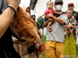 Harga Telur Anjlok, Peternak di Tasikmalaya Bagikan Ayam ke Warga