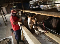 Mau Dapat Omzet Puluhan Juta dari Gemukin Sapi? Ini Rahasianya