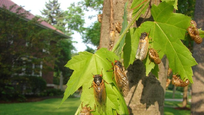 Cicadas atau tonggeret adalah serangga yang termasuk dalam keluarga jangkrik.