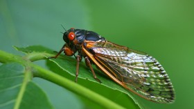 Mengenal Cicadas, Serangga Mirip Nama Kelurahan di Bandung