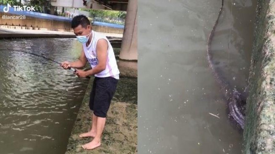 viral viral