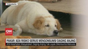 VIDEO: 18 Ekor Anjing Diselamatkan dari Rumah Jagal