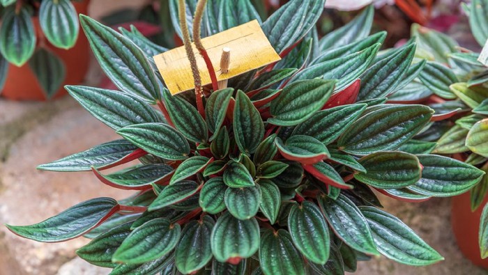 Peperomia caperata rosso in a pot