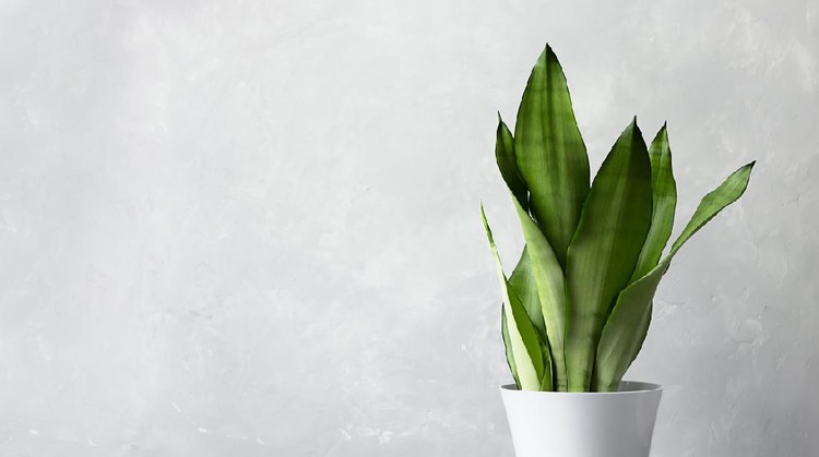 Sansevieria plant in a modern white pot on a gray concrete background. Home plant Sansevieria trifa. The concept of minimalism. Houseplants in a modern interior. Banner
