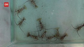VIDEO: Polisi Gagalkan Ekspor Benih Lobster ke Singapura