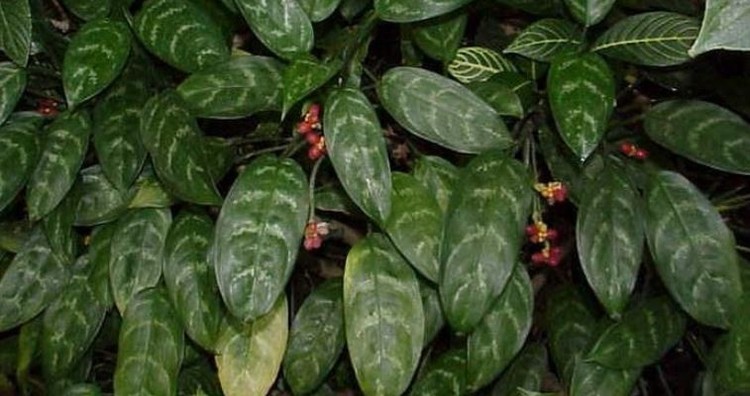 6 Jenis Tanaman Hias Berbunga Evergreen Terbaik untuk Hiasi Taman Rumah Bunda Ada enam jenis tanaman hias berbunga evergreen yang bisa mempercantik taman Bunda. Apa saja jenis-jenis tanamannya? Simak selengkapnya di sini yuk, Bunda.