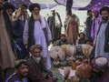 Opium, Bisakah Taliban Hidup Tanpa Ladang Uang yang Harum?