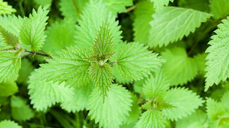 Abundant growth of common nettle also known as stinging nettle, Urtica dioica.