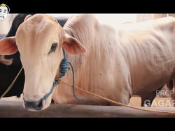 Sapi Ternyata Bisa Mempengaruhi Perubahan Iklim, Ini Penjelasannya...