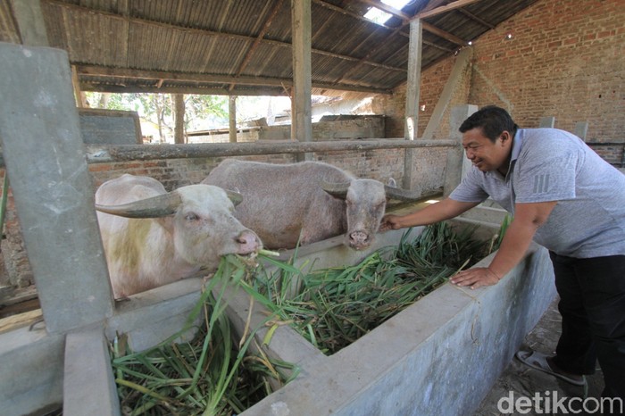 Empat kebo bule diberikan oleh Keraton Kasunanan Surakarta (Keraton Solo) ke Ponorogo. Dua ekor jantan dan dua ekor betina.