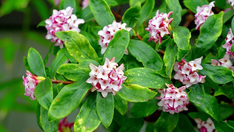 Daphne odona, also called Japan daphne and daphne indica and native to Japan and China, is a compact evergreen shrub with dark green leaves and terminal umbels of very fragrant, reddish-purple, yellow or white flowers from late winter to early spring, often followed by colorful berries.
